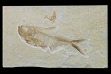 Bargain, Fossil Fish (Diplomystus) - Wyoming #159531-1